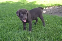Lola, a female Labrador Retriever for sale in Greenwood, WI – 1 of 6