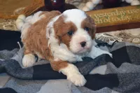 Karlo, a male Cavapoo for sale in Greenwood, WI – 2 of 6