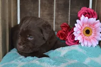 Lizzie, a female Labrador Retriever for sale in Greenwood, WI – 4 of 4