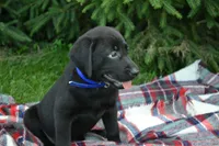 Juniper, a female Labrador Retriever for sale in Greenwood, WI – 2 of 4