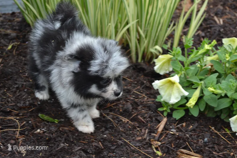 Willow – Pomeranian puppy for sale in Greenwood, WI