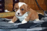 Kenny, a male Cavapoo for sale in Greenwood, WI – 5 of 6