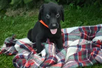 Ila, a female Labrador Retriever for sale in Greenwood, WI – 3 of 4