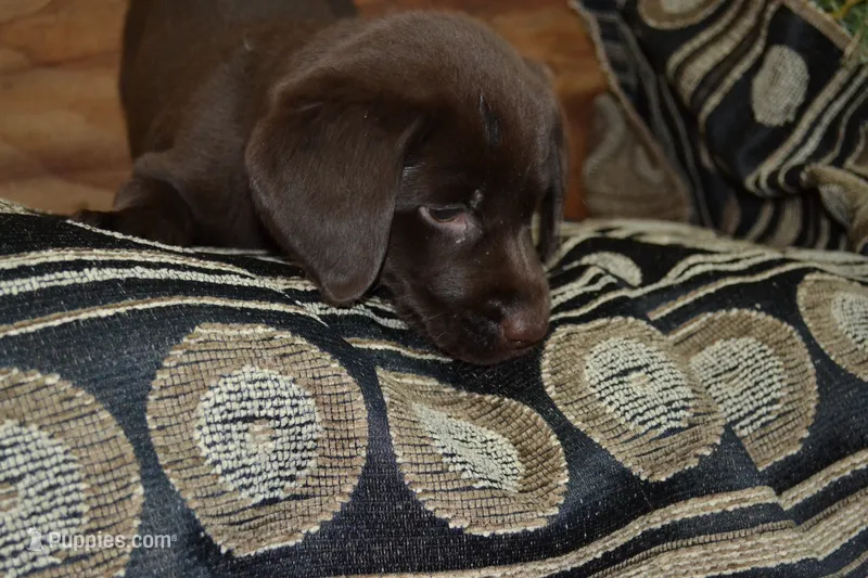 Layna – Labrador Retriever puppy for sale in Greenwood, WI
