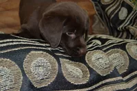 Layna, a female Labrador Retriever for sale in Greenwood, WI – 1 of 4