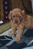 Kara, a female Cavapoo for sale in Greenwood, WI – 5 of 6