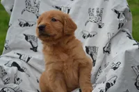 Roxann , a female Golden Retriever for sale in Greenwood, WI – 4 of 4