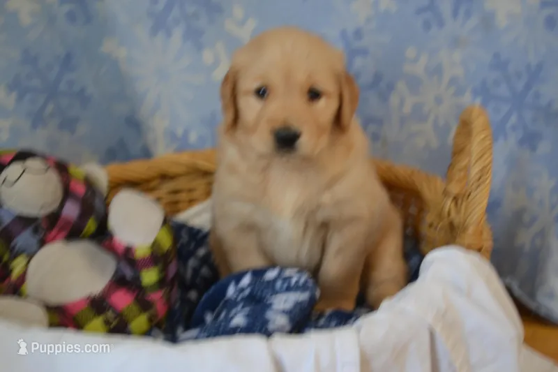Mavrick – Golden Retriever puppy for sale in Greenwood, WI