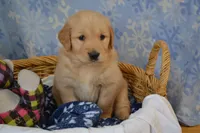 Mavrick, a male Golden Retriever for sale in Greenwood, WI – Photo 2 of 6