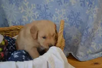 Mavrick, a male Golden Retriever for sale in Greenwood, WI – Photo 4 of 6