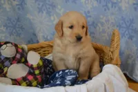 Mavrick, a male Golden Retriever for sale in Greenwood, WI – Photo 3 of 6