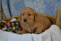 Martin, a male Golden Retriever for sale in Greenwood, WI – Photo 3 of 6