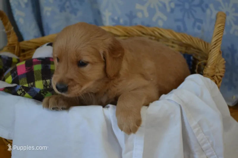 Martin – Golden Retriever puppy for sale in Greenwood, WI