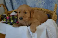 Martin, a male Golden Retriever for sale in Greenwood, WI – Photo 2 of 6