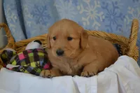 Martin, a male Golden Retriever for sale in Greenwood, WI – Photo 4 of 6