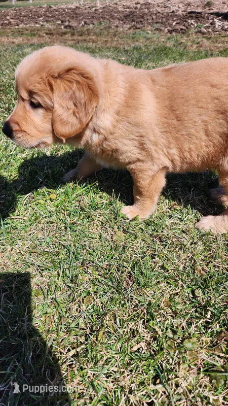 Martin – Golden Retriever puppy for sale in Greenwood, WI