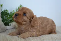 Peanuts, a male Cavapoo for sale in Greenwood, WI – 4 of 5