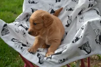 Rover, a male Golden Retriever for sale in Greenwood, WI – 4 of 6