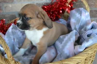 Rosie, a male Puggle for sale in Greenwood, WI – Photo 2 of 9