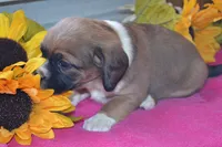 processed/77dbec85-72ab-4230-9505-024591cdf4f3/listing/791e2f18-77a3-4daf-838f-3637e5f3c316/0c1bc3dd-26cf-4da1-9f0a-0652a16916ae