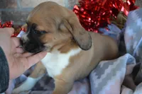 Rosie, a male Puggle for sale in Greenwood, WI – Photo 5 of 9