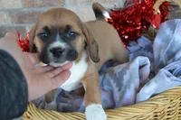 Rosie, a male Puggle for sale in Greenwood, WI – Photo 7 of 9