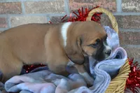 Rosie, a male Puggle for sale in Greenwood, WI – Photo 8 of 9