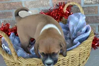 Rosie, a male Puggle for sale in Greenwood, WI – Photo 9 of 9