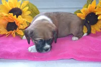 processed/77dbec85-72ab-4230-9505-024591cdf4f3/listing/791e2f18-77a3-4daf-838f-3637e5f3c316/dc7ba91f-41fd-44bc-b263-9c013626cb69