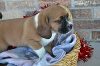 Rosie, a male Puggle for sale in Greenwood, WI – Photo 1 of 9