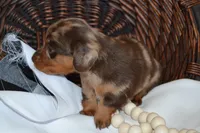 Sage, a female Dachshund for sale in Greenwood, WI – 2 of 8