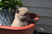 Western, a male Pomeranian for sale in Greenwood, WI – 5 of 8