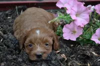 Callie, a female Cavapoo and Poodle - Miniature  for sale in Greenwood, WI – 4 of 4