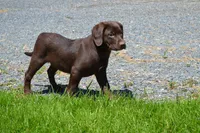 Londa, a female Labrador Retriever for sale in Greenwood, WI – 4 of 5