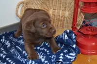 Barry, a female Labrador Retriever for sale in Greenwood, WI – Photo 2 of 5