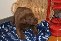 Barry, a female Labrador Retriever for sale in Greenwood, WI – Photo 3 of 5