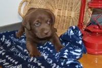 Barry, a female Labrador Retriever for sale in Greenwood, WI – Photo 1 of 5