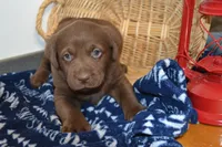 Barry, a female Labrador Retriever for sale in Greenwood, WI – Photo 4 of 5