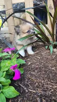 Warrior, a male Pomeranian for sale in Greenwood, WI – 4 of 5