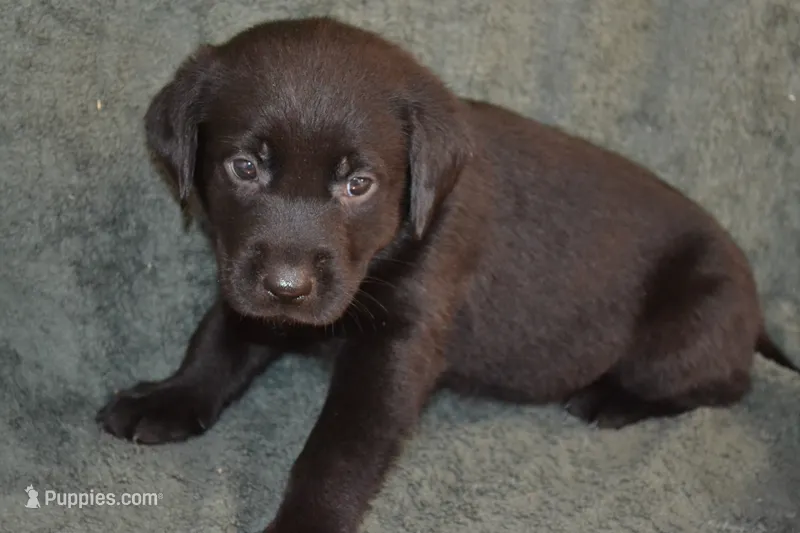 Alex – Labrador Retriever puppy for sale in Greenwood, WI