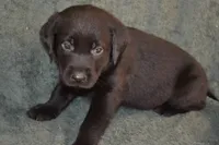 Alex, a male Labrador Retriever for sale in Greenwood, WI – 1 of 2