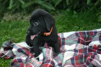 Ila, a female Labrador Retriever for sale in Greenwood, WI – 1 of 4