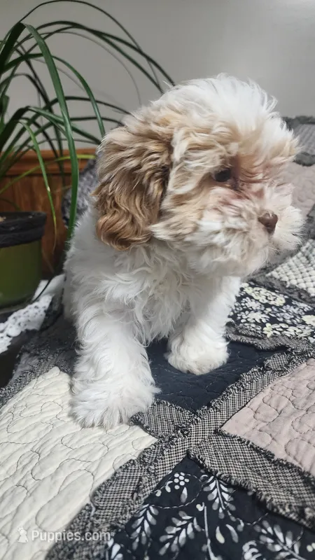 Lola – Poodle - Miniature , Mal Shi puppy for sale in Greenwood, WI