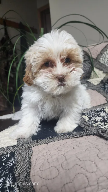 Lola – Poodle - Miniature , Mal Shi puppy for sale in Greenwood, WI