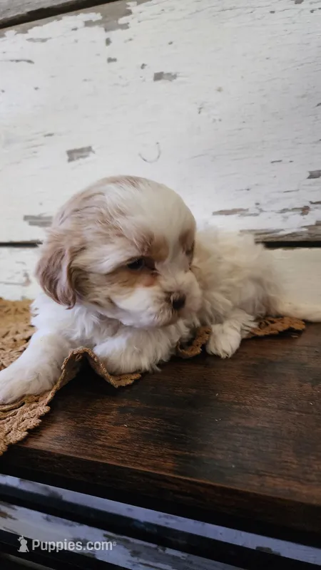 Lola – Poodle - Miniature , Mal Shi puppy for sale in Greenwood, WI