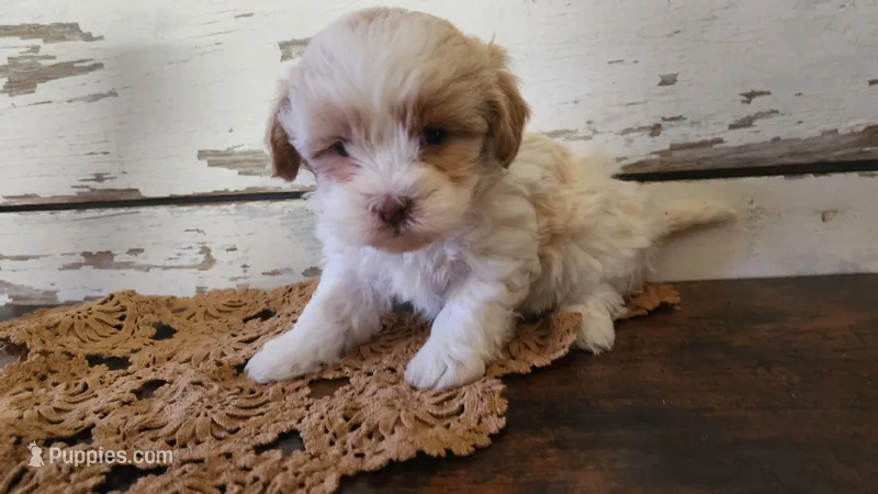 Lola, a female Poodle - Miniature  and Mal Shi for sale in Greenwood, WI – Photo 1 of 4