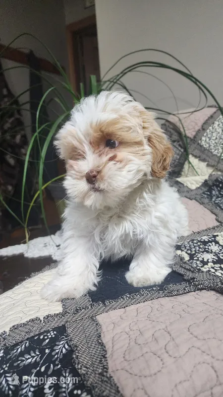 Lola – Poodle - Miniature , Mal Shi puppy for sale in Greenwood, WI