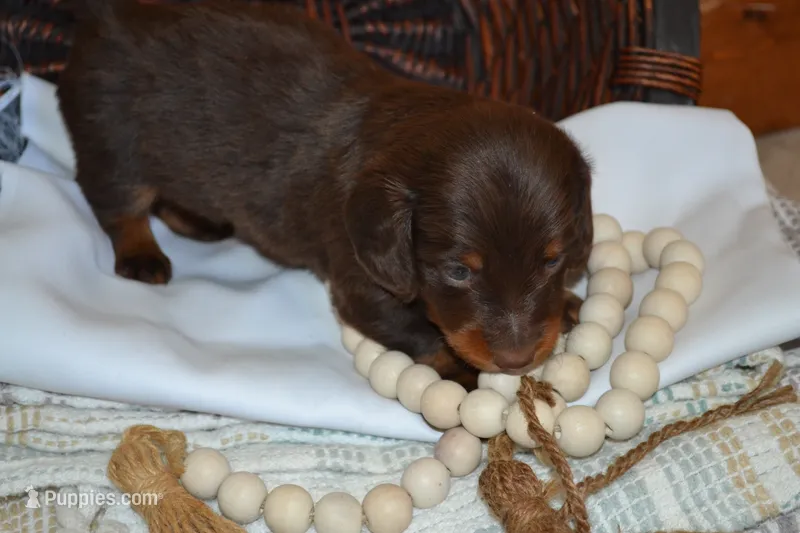 Snoopy – Dachshund puppy for sale in Greenwood, WI