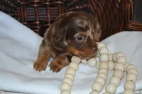 Sugar, a female Dachshund for sale in Greenwood, WI – 1 of 8