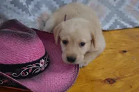 Ellie, a female Labrador Retriever for sale in Greenwood, WI – 2 of 3